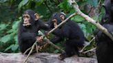 ‘Amazing’ similarities between chimpanzee and human conversations – study