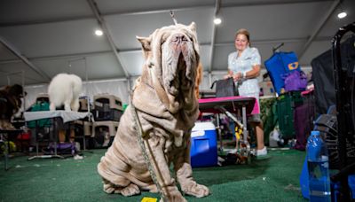 Why the Westminster Dog Show Made Me Appreciate Mutts