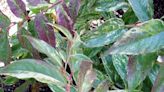 How to Plant and Grow Leucothoe