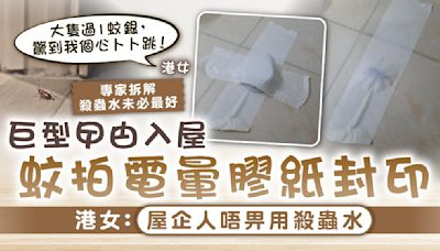 蚊蟲出沒｜巨型曱甴入屋蚊拍電暈膠紙封印 港女：屋企人唔畀用殺蟲水