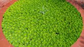 Meet Mankai Duckweed: The Protein-Packed, Aquatic Supergreen That Has Researchers Buzzing