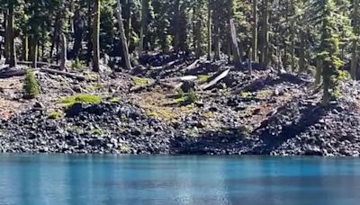 Rare black bear sighting at Crater Lake National Park caught on video