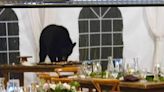 Watch: Bear crashes Colorado wedding, raids the dessert table