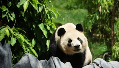 La Californie accueille ses "pandassadeurs" chinois en grande pompe