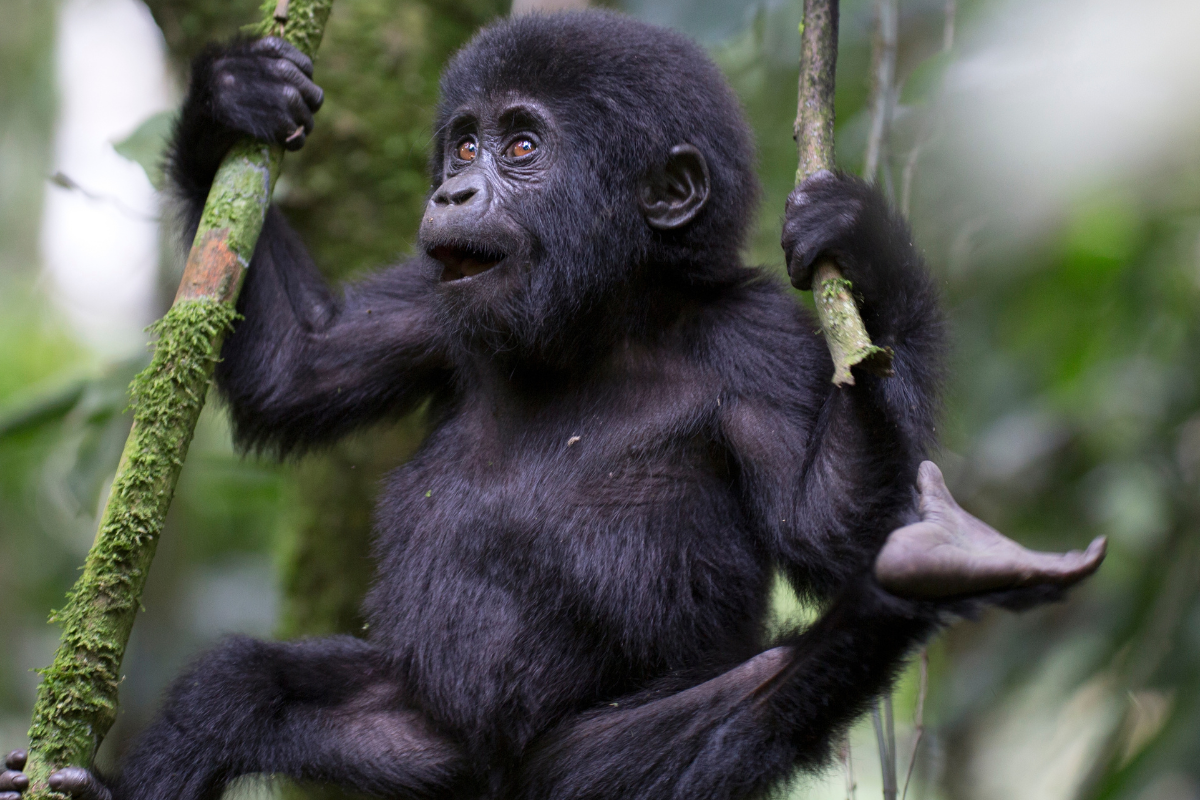 Columbus Zoo Welcomes 'Critically Endangered' Gorilla Baby