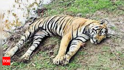 Ranthambore tiger found dead, retaliation killing suspected | Jaipur News - Times of India