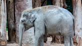 Third Elephant at Zürich Zoo in Switzerland Dies of Herpes Virus