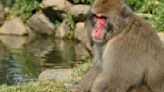 Rogue monkey captured and killed in Japan for spate of attacks on locals