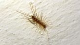 Michigan house centipedes: Why you shouldn’t kill them (hear me out!)