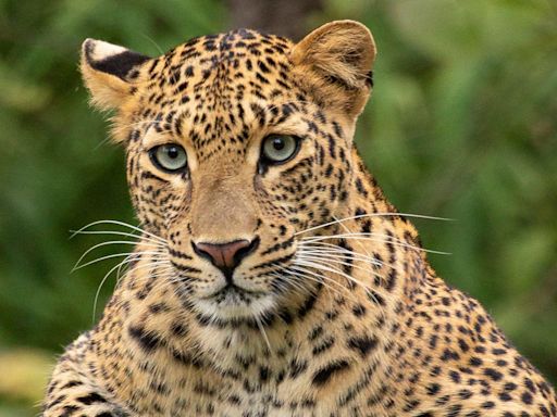 Leopard attacks men at South Africa air force base