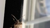 Unwelcome visitors: Stink bugs a smelly nuisance, but harmless in homes