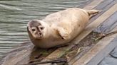 Seal releases halted after fish stock concerns