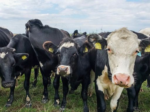 World’s first carbon tax on livestock will cost farmers $100 per cow