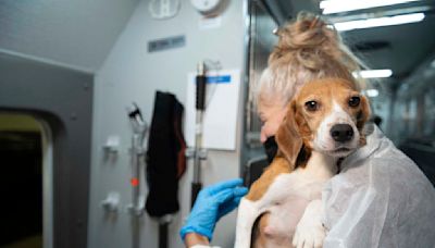 Company that bred beagles for research pleads guilty to neglect, ordered to pay record $35M fine