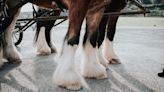 Sampson, aka Mammoth: The Biggest Horse Ever