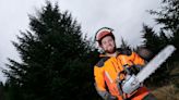 43ft tall ‘super spruce’ selected as Westminster Christmas tree to stand near Big Ben
