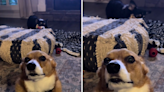 Corgi who has "had enough" of sister has internet in stitches