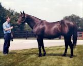 Seattle Slew