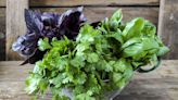 How to Grow Cilantro Successfully at Home