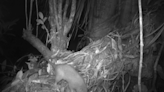 Rare giant rat that cracks coconuts with its teeth caught on camera for the first time