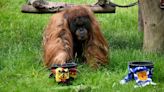 'Oracle orangutan' picks Germany to beat Scotland