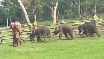 Heartwarming video of orphaned elephant calves in Tamil Nadu shared by IAS officer