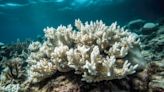 Ocean heat bleaches coral reefs in Florida, elsewhere