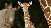 Baby Giraffe Found Dead with Broken Neck at Florida Zoo in 'a Devastating Loss'