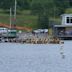 Lake Banook