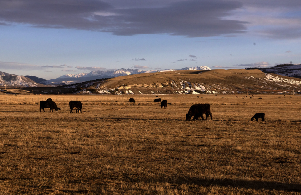 Ranchers in three counties demand Colorado officials kill four wolves responsible for six dead cows