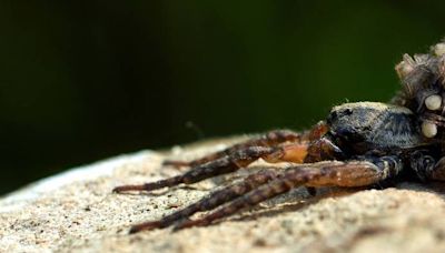 Big, furry wolf spiders can invade your NC home. What to know + how to keep them out