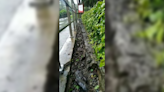 Fish filmed ‘walking’ by road in China in bizarre spectacle