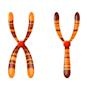 Chromosome Clip Art