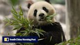 Panda diplomacy is back: China sending pair of bears to US by end of 2024