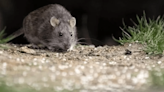 Está en terapia con hantavirus en Bariloche: hay cuatro personas aisladas