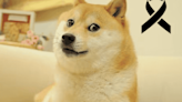 Viral: La perrita del meme Doge muere de cáncer a los 18 años de edad