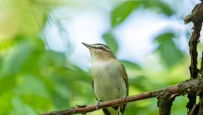 The songbirds that 'preach' from the treetops: Nature News