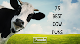 Moo-ve Over Cowmedians, These 75 Cow Puns Are Udderly Hilarious