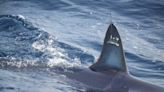 How mako shark fishing changes in Maryland impact tournaments, anglers