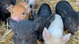 The delightful Essex farm a 'piggie paradise' where you can cuddle micropigs and pygmy goats