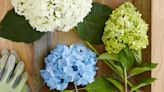 How to Propagate Hydrangeas with 3 Easy Techniques