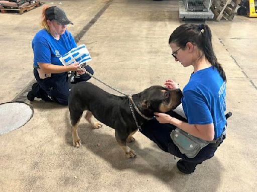 Animal shelter needs help after taking in 30+ dogs Friday