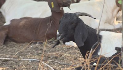 Rentable goats help mitigate wildfire danger