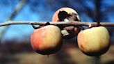 The out-of-favor native persimmon tree has a rich history in Florida