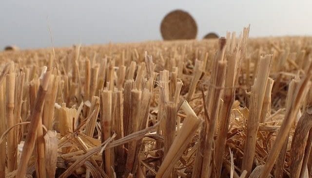 Riverina Bioenergy project takes step forward - Grain Central