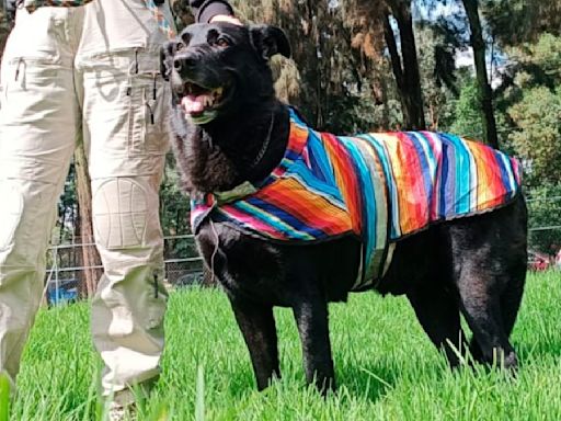 Este perrito busca a su familia: iba con hombre que murió en calles de la colonia Roma, en CDMX