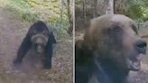 Mama Bear Attacks Driver Head-on, Smashes Truck Windshield - See the Video!