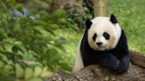 The history of giant pandas at the Smithsonian Zoo