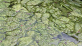 Blue-green algae spotted in Southwest Florida, again