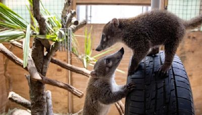 Brevard Zoo starts new Science Sundays series